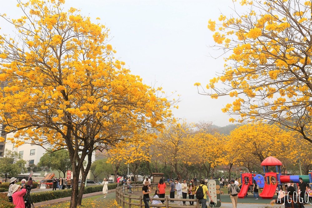台中景點 台中廍子公園 黃花風鈴木滿園盛開 最美金黃色公園 每年2月底登場