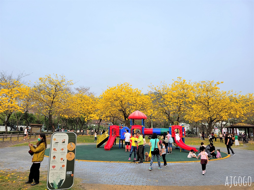 台中景點 台中廍子公園 黃花風鈴木滿園盛開 最美金黃色公園 每年2月底登場