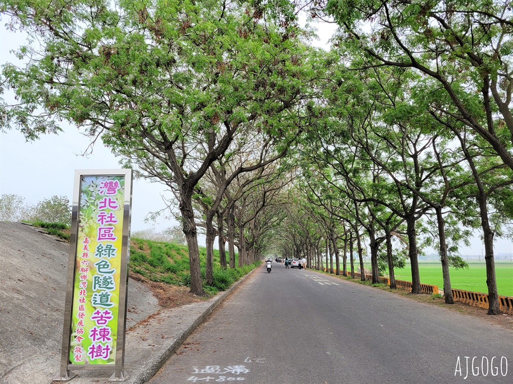 2026嘉義景點 朴子溪畔黃花風鈴木步道 台灣最美的黃金隧道 還可順遊苦楝樹綠色隧道