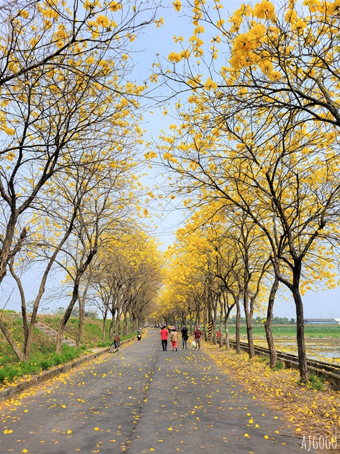 2026嘉義景點 朴子溪畔黃花風鈴木步道 台灣最美的黃金隧道 還可順遊苦楝樹綠色隧道