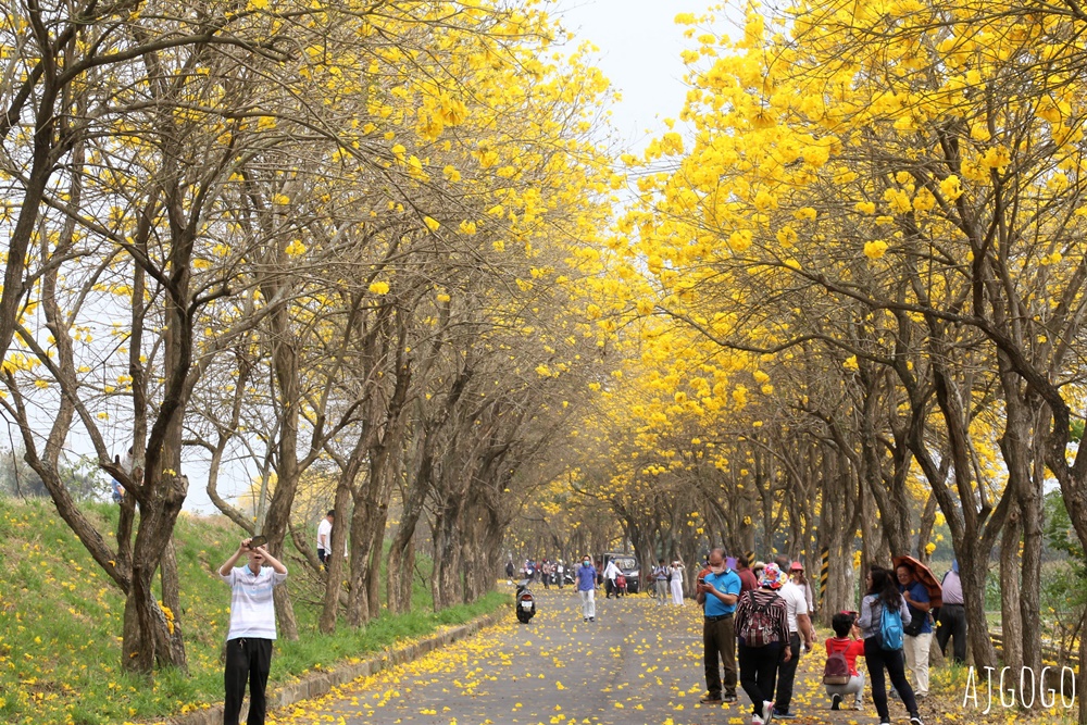 2026嘉義景點 朴子溪畔黃花風鈴木步道 台灣最美的黃金隧道 還可順遊苦楝樹綠色隧道