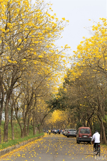 2026嘉義景點 朴子溪畔黃花風鈴木步道 台灣最美的黃金隧道 還可順遊苦楝樹綠色隧道