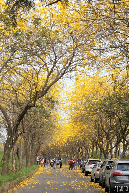 2026嘉義景點 朴子溪畔黃花風鈴木步道 台灣最美的黃金隧道 還可順遊苦楝樹綠色隧道