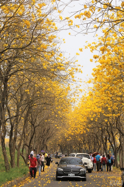 2026嘉義景點 朴子溪畔黃花風鈴木步道 台灣最美的黃金隧道 還可順遊苦楝樹綠色隧道