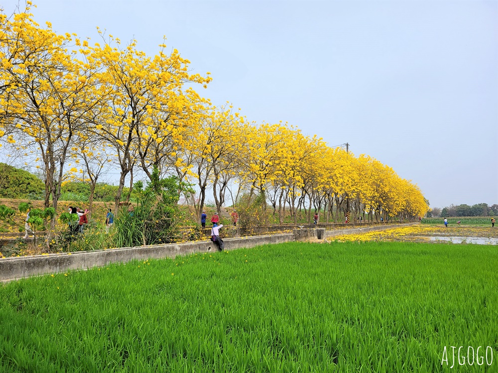2026嘉義景點 朴子溪畔黃花風鈴木步道 台灣最美的黃金隧道 還可順遊苦楝樹綠色隧道