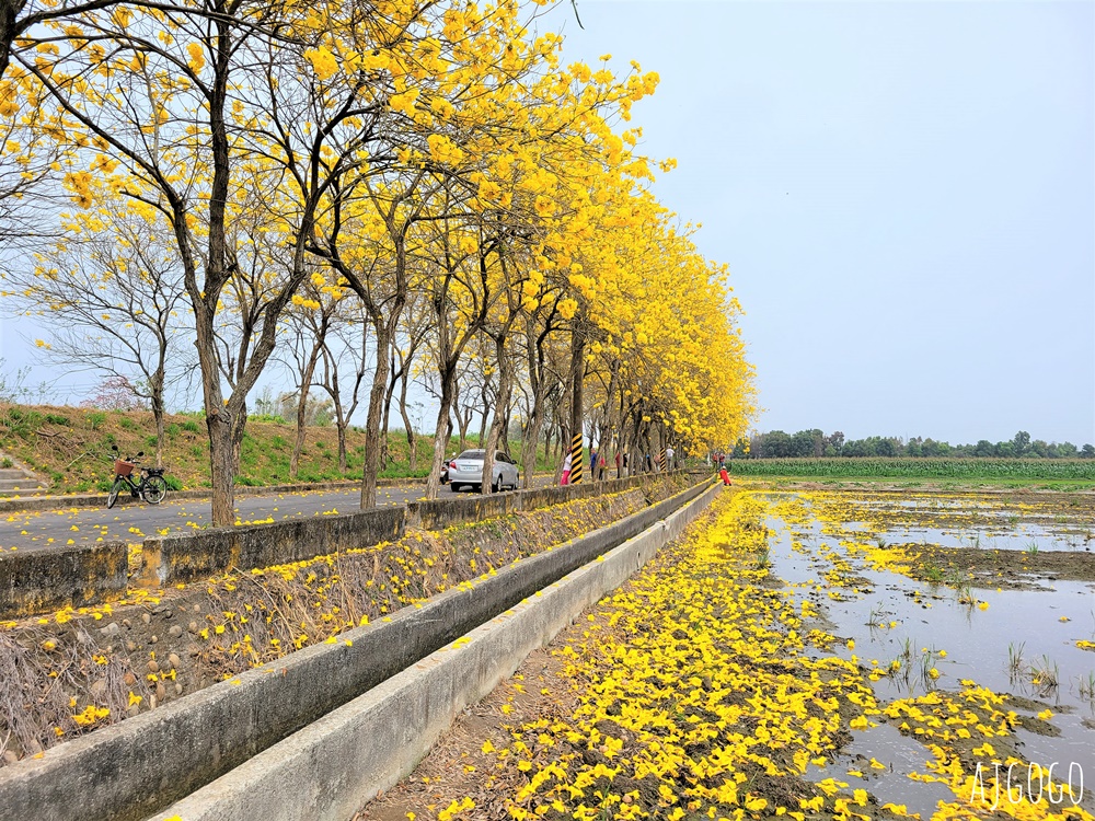 2026嘉義景點 朴子溪畔黃花風鈴木步道 台灣最美的黃金隧道 還可順遊苦楝樹綠色隧道