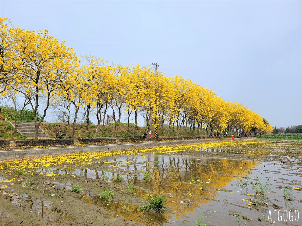 2026嘉義景點 朴子溪畔黃花風鈴木步道 台灣最美的黃金隧道 還可順遊苦楝樹綠色隧道