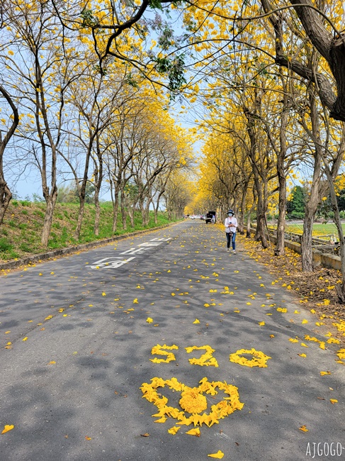 2026嘉義景點 朴子溪畔黃花風鈴木步道 台灣最美的黃金隧道 還可順遊苦楝樹綠色隧道