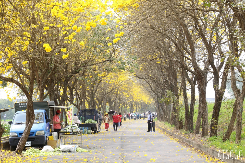 2026嘉義景點 朴子溪畔黃花風鈴木步道 台灣最美的黃金隧道 還可順遊苦楝樹綠色隧道