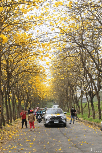 2026嘉義景點 朴子溪畔黃花風鈴木步道 台灣最美的黃金隧道 還可順遊苦楝樹綠色隧道
