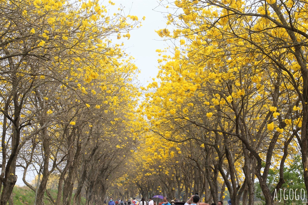 2026嘉義景點 朴子溪畔黃花風鈴木步道 台灣最美的黃金隧道 還可順遊苦楝樹綠色隧道