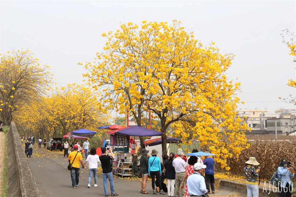 2026嘉義景點 朴子溪畔黃花風鈴木步道 台灣最美的黃金隧道 還可順遊苦楝樹綠色隧道