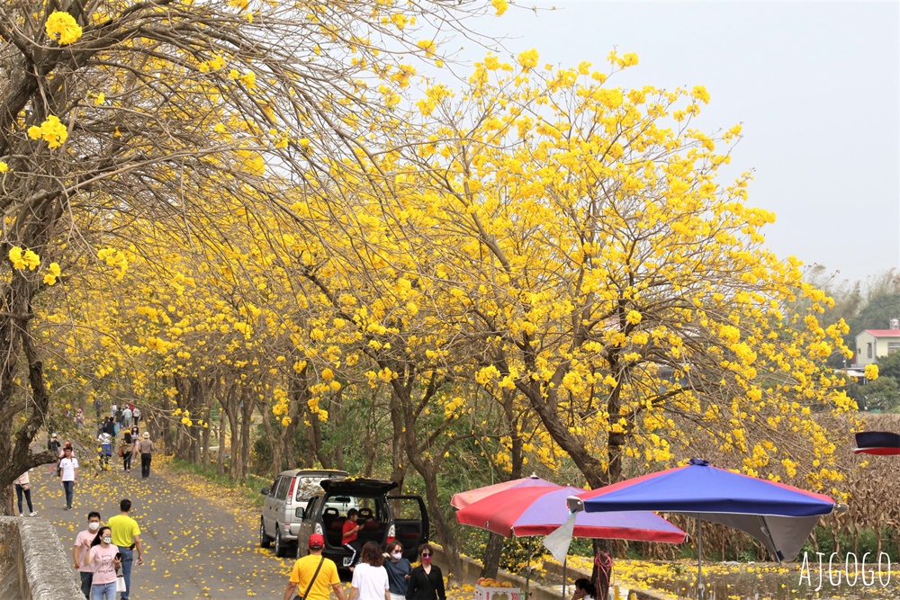 2026嘉義景點 朴子溪畔黃花風鈴木步道 台灣最美的黃金隧道 還可順遊苦楝樹綠色隧道
