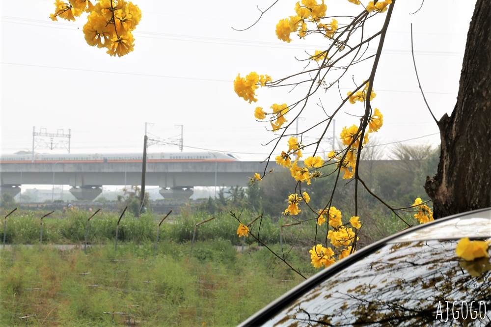 2026嘉義景點 朴子溪畔黃花風鈴木步道 台灣最美的黃金隧道 還可順遊苦楝樹綠色隧道