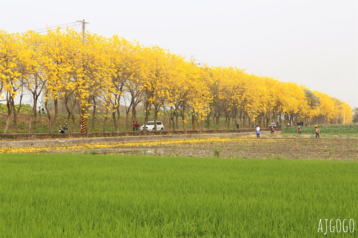 2026嘉義景點 朴子溪畔黃花風鈴木步道 台灣最美的黃金隧道 還可順遊苦楝樹綠色隧道 @AJ的旅行地圖