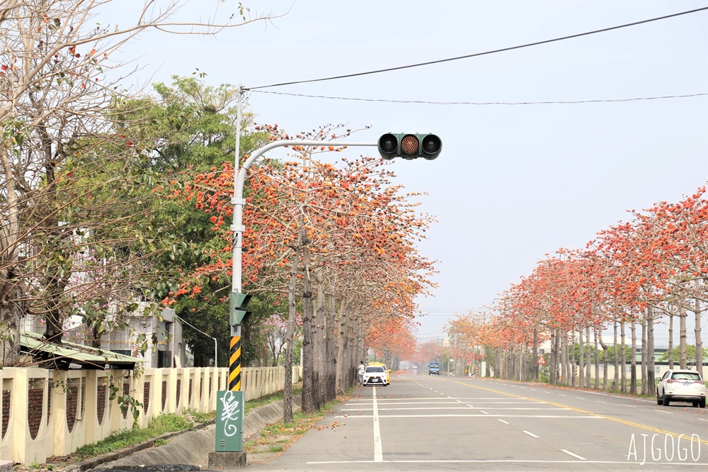 2026台南景點 將軍區木棉花道 將軍國中漚汪木棉花道 7條不用人擠人的木棉花道