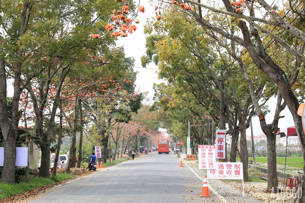 2026台南景點 白河林初埤木棉花道 每年3月上演的橘紅色花海隧道