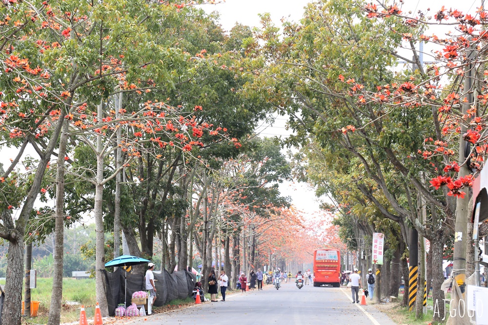 2026台南景點 白河林初埤木棉花道 每年3月上演的橘紅色花海隧道