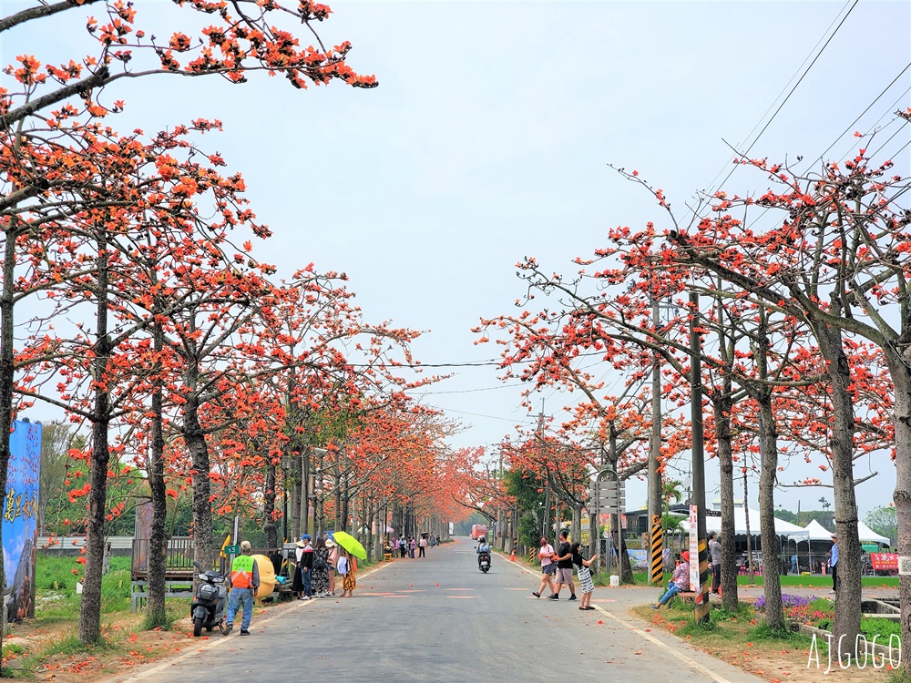 2026台南景點 白河林初埤木棉花道 每年3月上演的橘紅色花海隧道