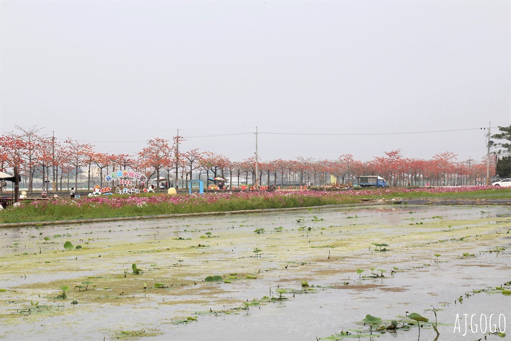 2026台南景點 白河林初埤木棉花道 每年3月上演的橘紅色花海隧道