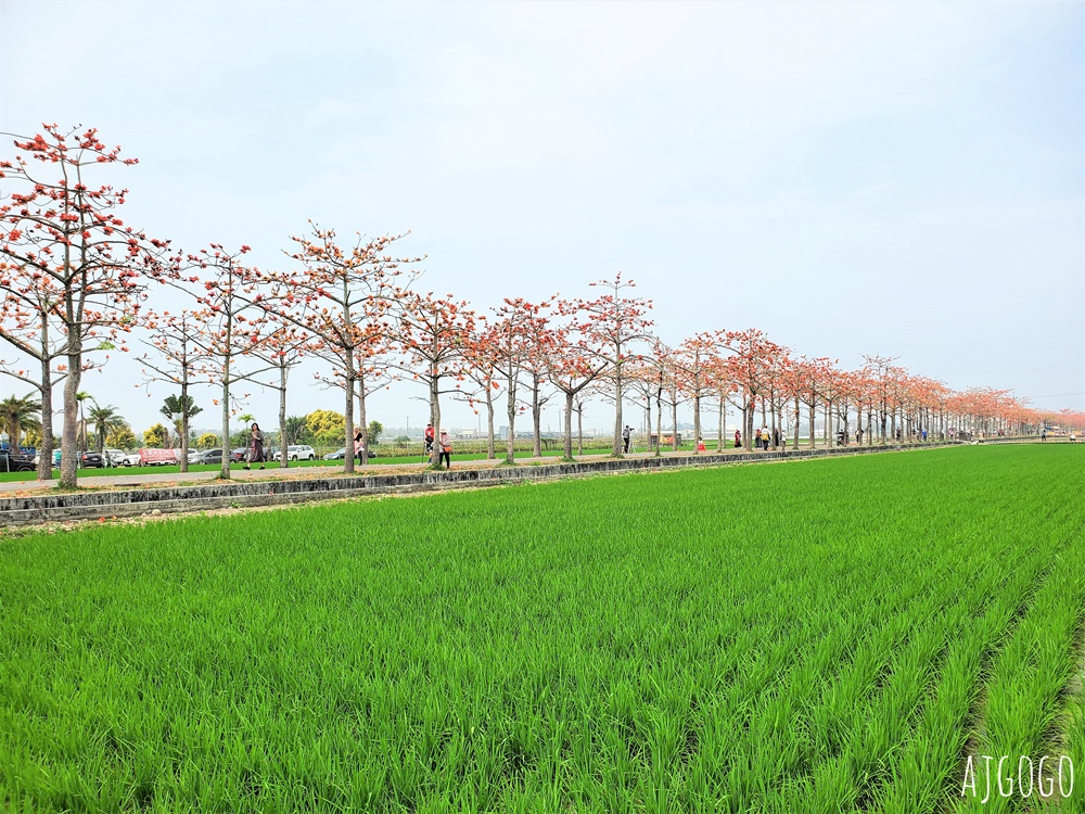 2026台南景點 白河林初埤木棉花道 每年3月上演的橘紅色花海隧道