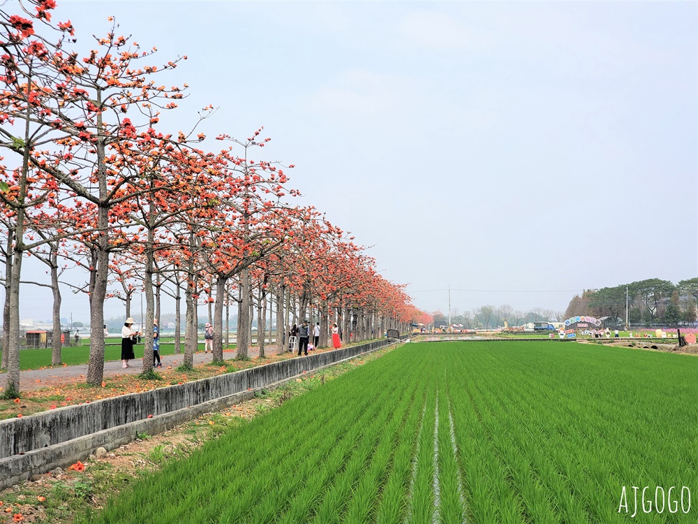 2026台南景點 白河林初埤木棉花道 每年3月上演的橘紅色花海隧道 2026台南景點 白河林初埤木棉花道 每年3月上演的橘紅色花海隧道