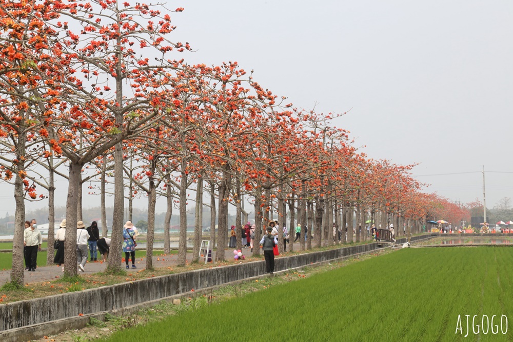 2026台南景點 白河林初埤木棉花道 每年3月上演的橘紅色花海隧道
