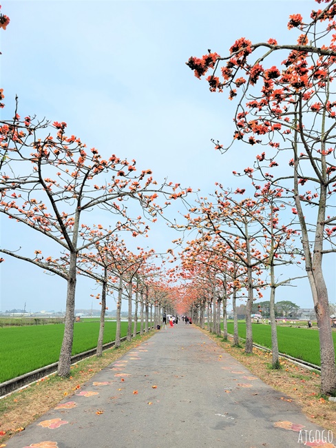 2026台南景點 白河林初埤木棉花道 每年3月上演的橘紅色花海隧道