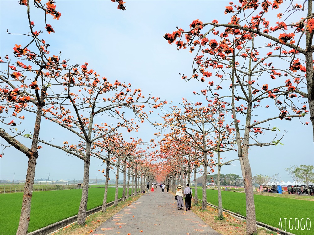 2026台南景點 白河林初埤木棉花道 每年3月上演的橘紅色花海隧道