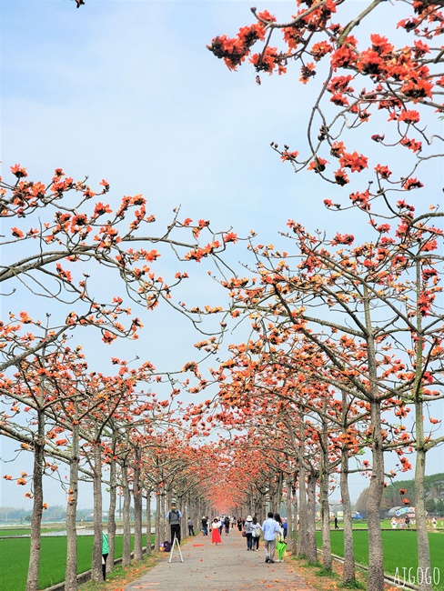 2026台南景點 白河林初埤木棉花道 每年3月上演的橘紅色花海隧道 2026台南景點 白河林初埤木棉花道 每年3月上演的橘紅色花海隧道