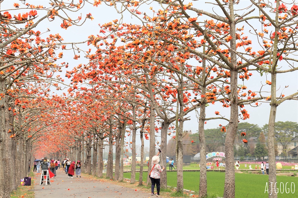 2026台南景點 白河林初埤木棉花道 每年3月上演的橘紅色花海隧道