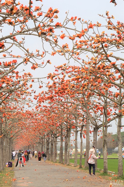 2026台南景點 白河林初埤木棉花道 每年3月上演的橘紅色花海隧道 2026台南景點 白河林初埤木棉花道 每年3月上演的橘紅色花海隧道