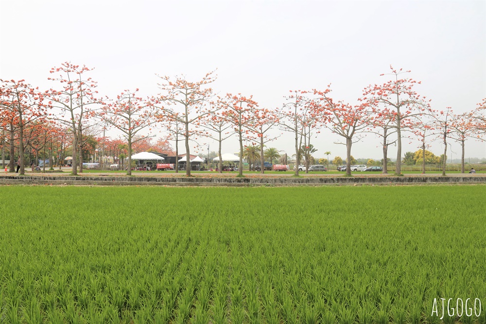 2026台南景點 白河林初埤木棉花道 每年3月上演的橘紅色花海隧道