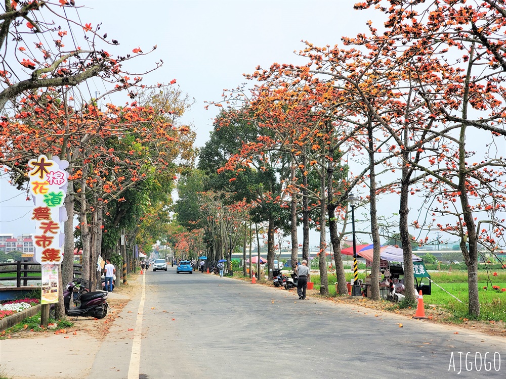 2026台南景點 白河林初埤木棉花道 每年3月上演的橘紅色花海隧道