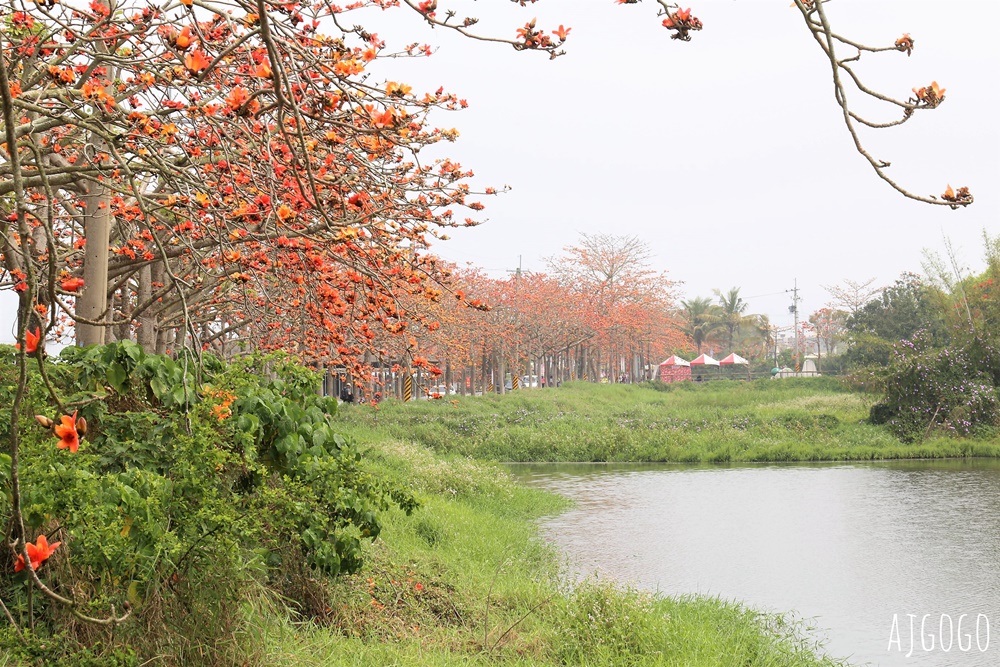 2026台南景點 白河林初埤木棉花道 每年3月上演的橘紅色花海隧道