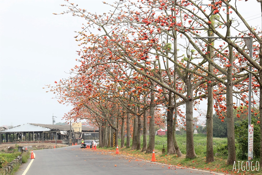 2026台南景點 白河林初埤木棉花道 每年3月上演的橘紅色花海隧道 2026台南景點 白河林初埤木棉花道 每年3月上演的橘紅色花海隧道