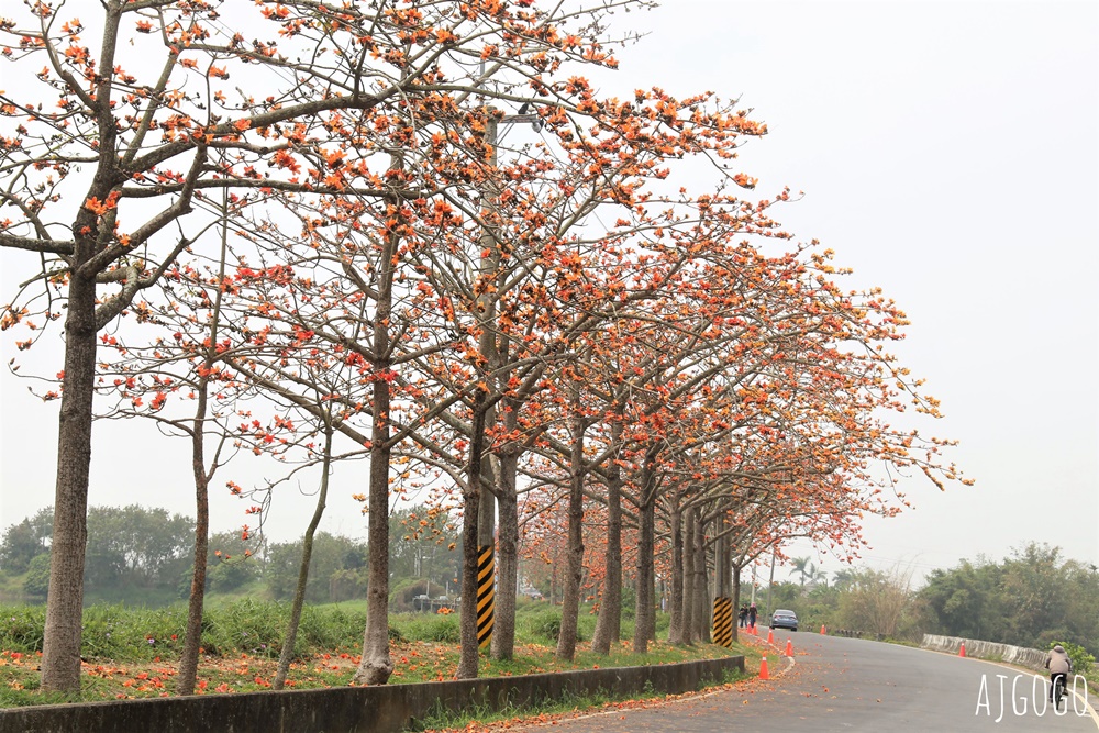 2026台南景點 白河林初埤木棉花道 每年3月上演的橘紅色花海隧道