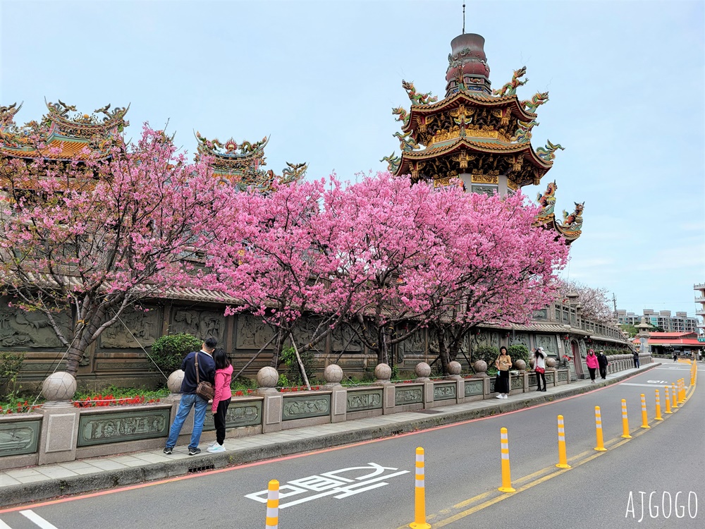 2026林口景點 林口竹林山觀音寺櫻花季 山櫻花、吉野櫻、昭和櫻陸續盛開 每年2月中~3月賞花去