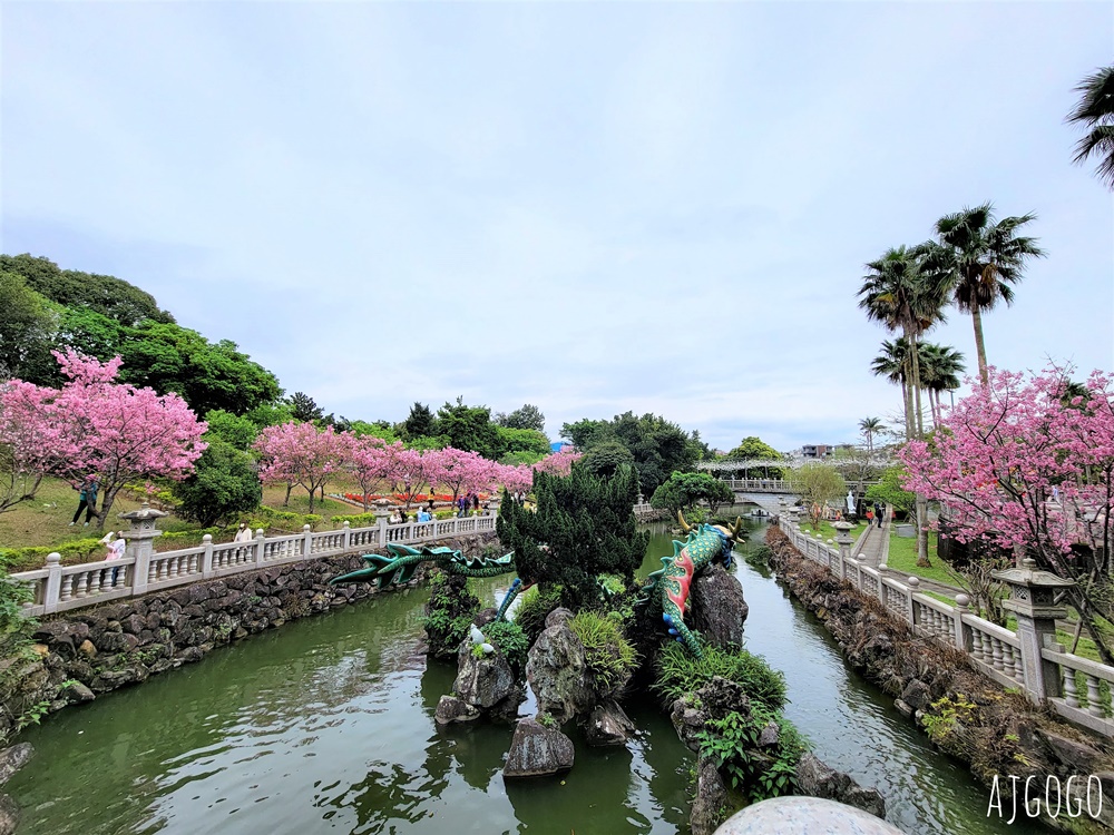 2026林口景點 林口竹林山觀音寺櫻花季 山櫻花、吉野櫻、昭和櫻陸續盛開 每年2月中~3月賞花去