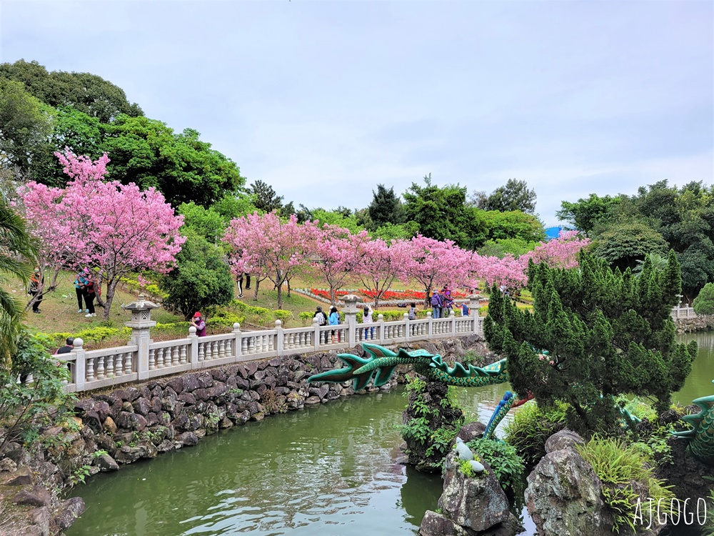 2026林口景點 林口竹林山觀音寺櫻花季 山櫻花、吉野櫻、昭和櫻陸續盛開 每年2月中~3月賞花去