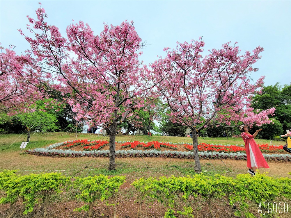 2026林口景點 林口竹林山觀音寺櫻花季 山櫻花、吉野櫻、昭和櫻陸續盛開 每年2月中~3月賞花去