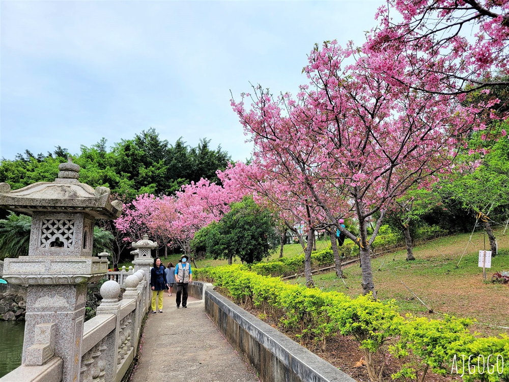 2026林口景點 林口竹林山觀音寺櫻花季 山櫻花、吉野櫻、昭和櫻陸續盛開 每年2月中~3月賞花去