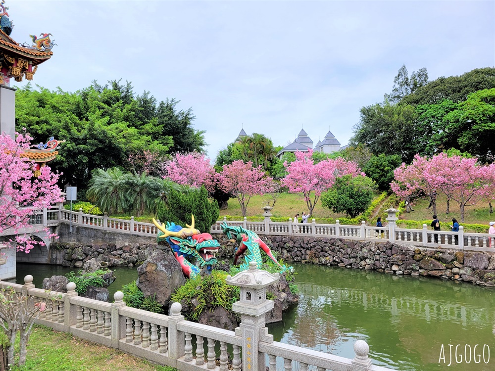 2026林口景點 林口竹林山觀音寺櫻花季 山櫻花、吉野櫻、昭和櫻陸續盛開 每年2月中~3月賞花去