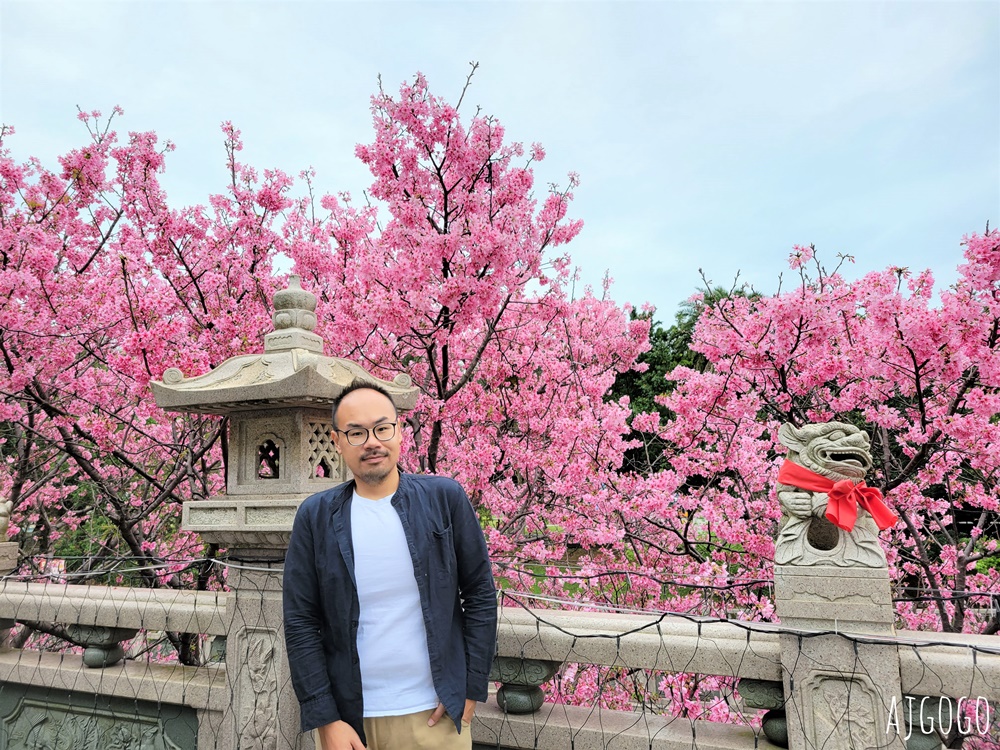 2026林口景點 林口竹林山觀音寺櫻花季 山櫻花、吉野櫻、昭和櫻陸續盛開 每年2月中~3月賞花去