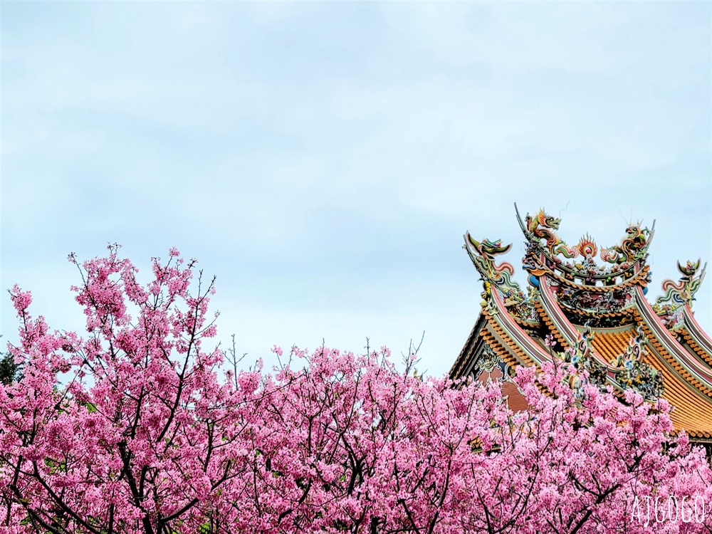 2026林口景點 林口竹林山觀音寺櫻花季 山櫻花、吉野櫻、昭和櫻陸續盛開 每年2月中~3月賞花去