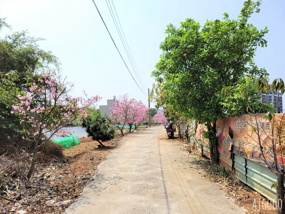 2026桃園景點 青埔櫻花 隱密的櫻花巷弄 富士櫻每年3月中盛開