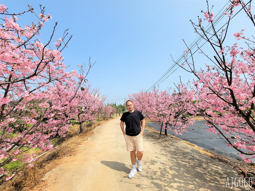 2026桃園景點 青埔櫻花 隱密的櫻花巷弄 富士櫻每年3月中盛開