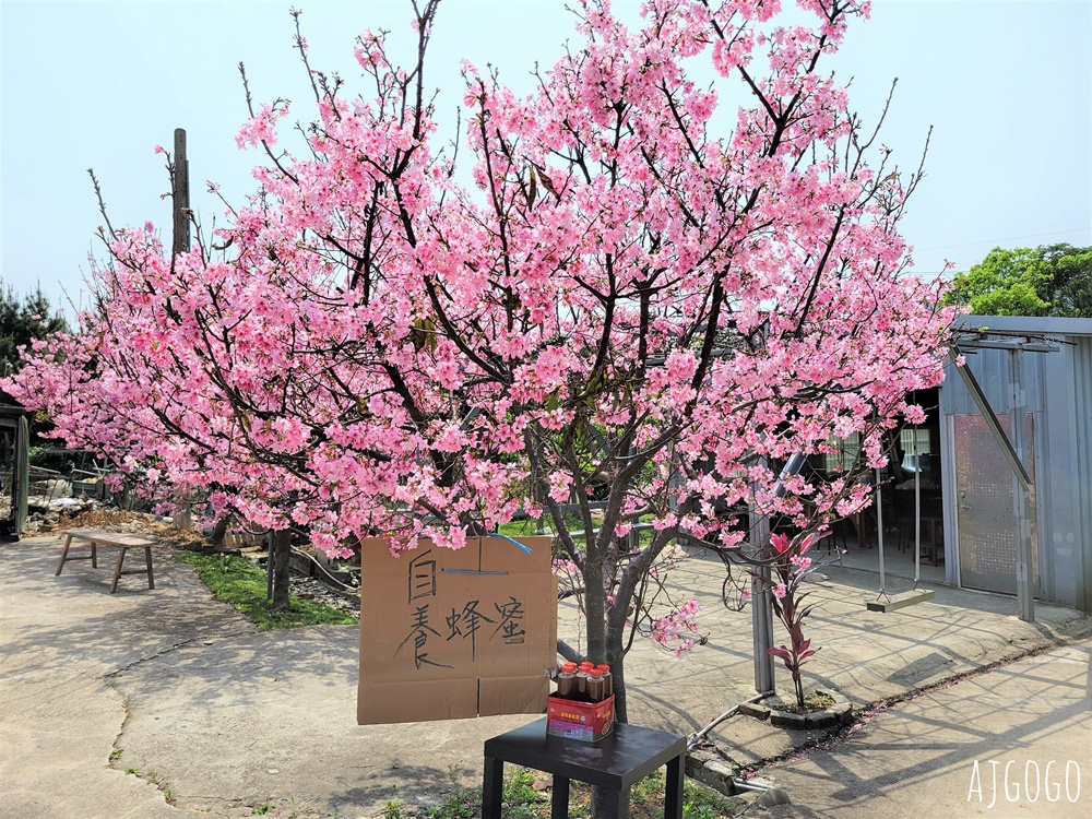 2026桃園景點 青埔櫻花 隱密的櫻花巷弄 富士櫻每年3月中盛開 2026桃園景點 青埔櫻花 隱密的櫻花巷弄 富士櫻每年3月中盛開