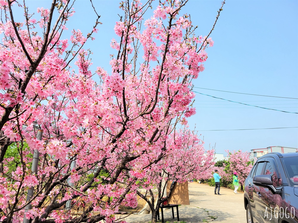 2026桃園景點 青埔櫻花 隱密的櫻花巷弄 富士櫻每年3月中盛開