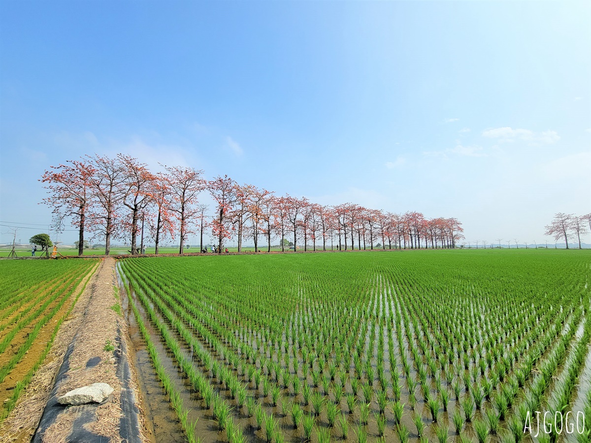 2026彰化景點 竹塘木棉花道 在綠色稻田裡抹上一道橘紅 有詩意的木棉道 @AJ的旅行地圖